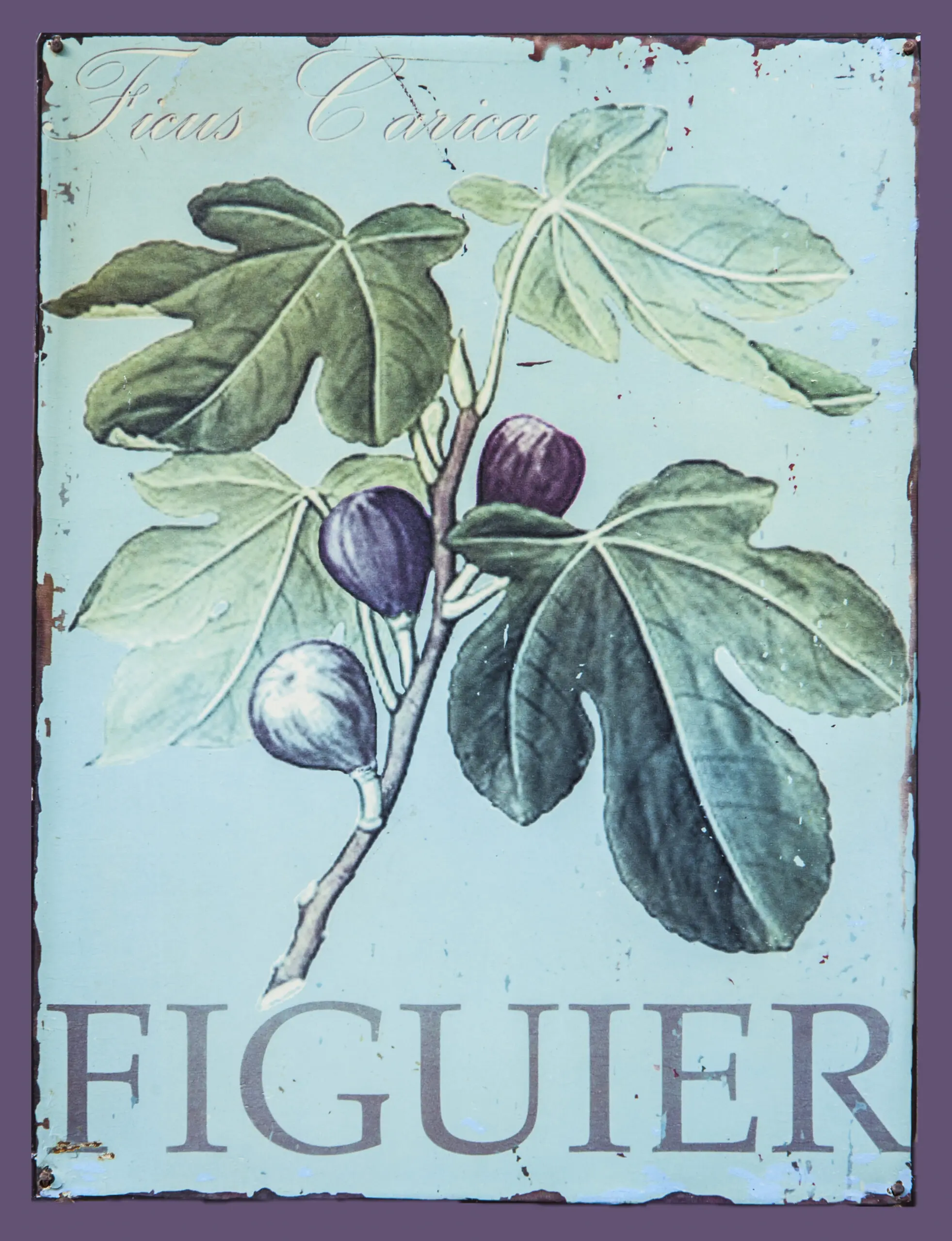 Wandbild (1101) Figuier präsentiert: Stillleben,Kreatives,Retro