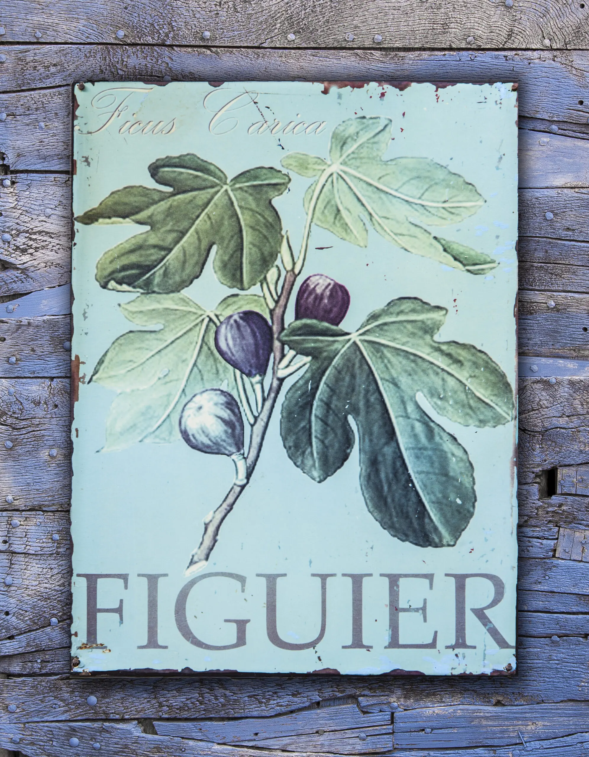 Wandbild (1100) Figuier 2 präsentiert: Retro