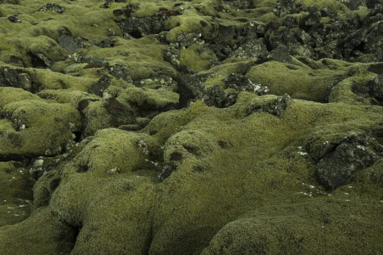  (1110) Icelandic Moss präsentiert: Details und Strukturen, Natur, Pflanzen