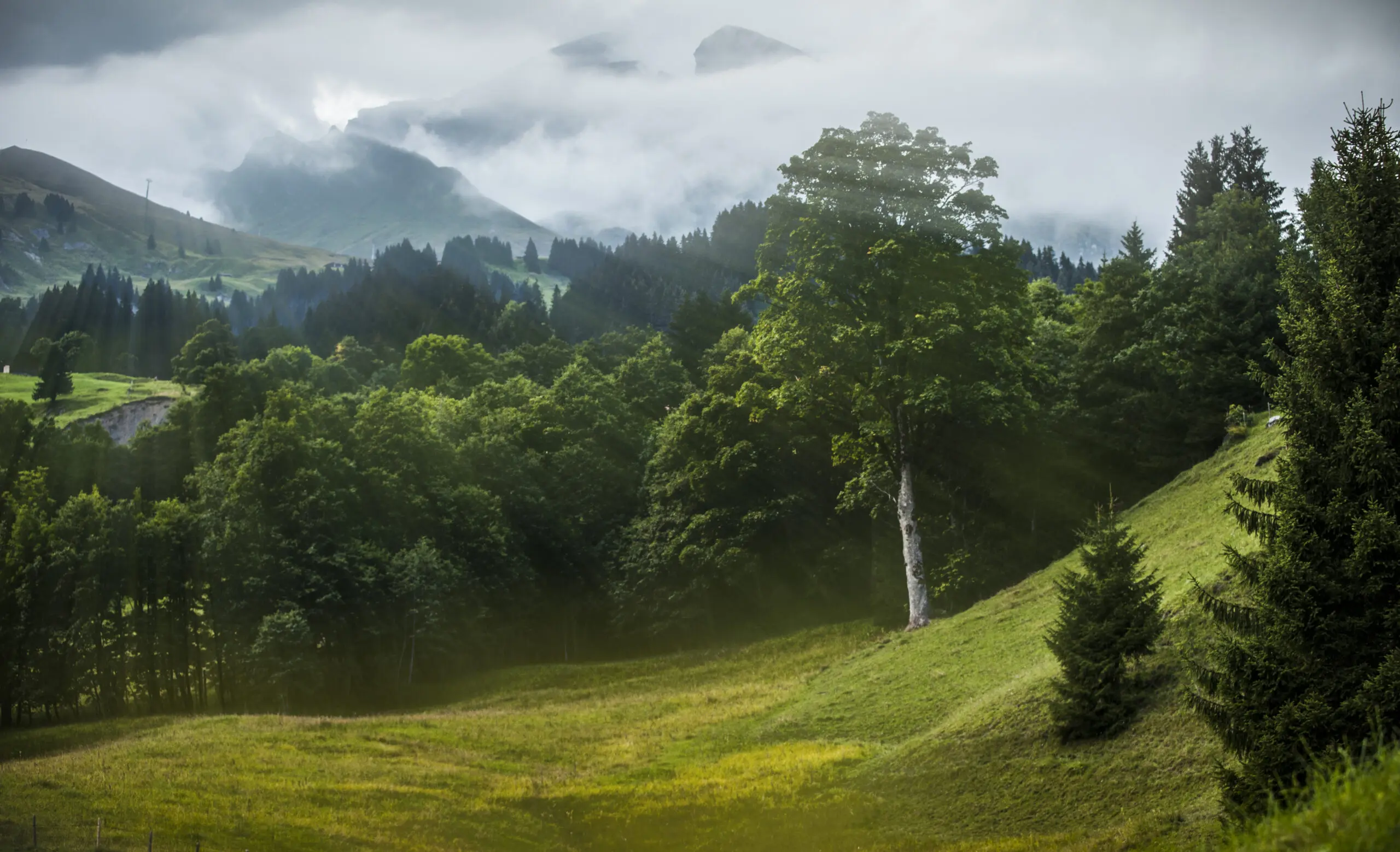 Wandbild (1171) Alm präsentiert: Landschaften,W&auml;lder