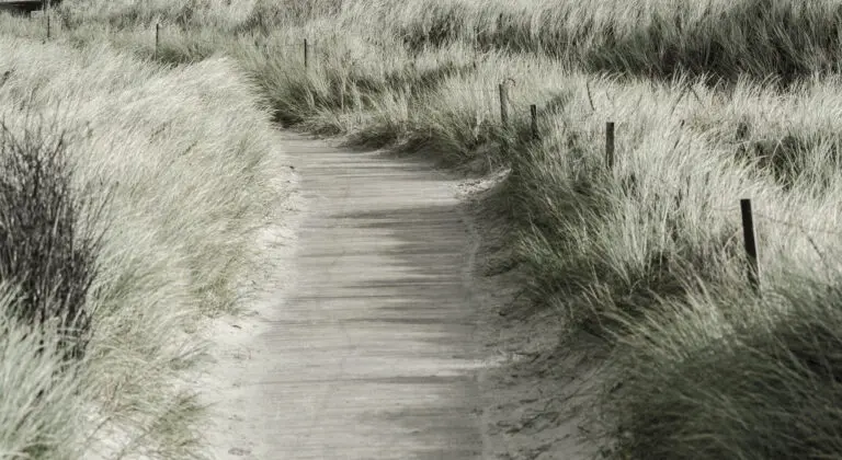  (1173) Pathway präsentiert: Landschaften, Wege