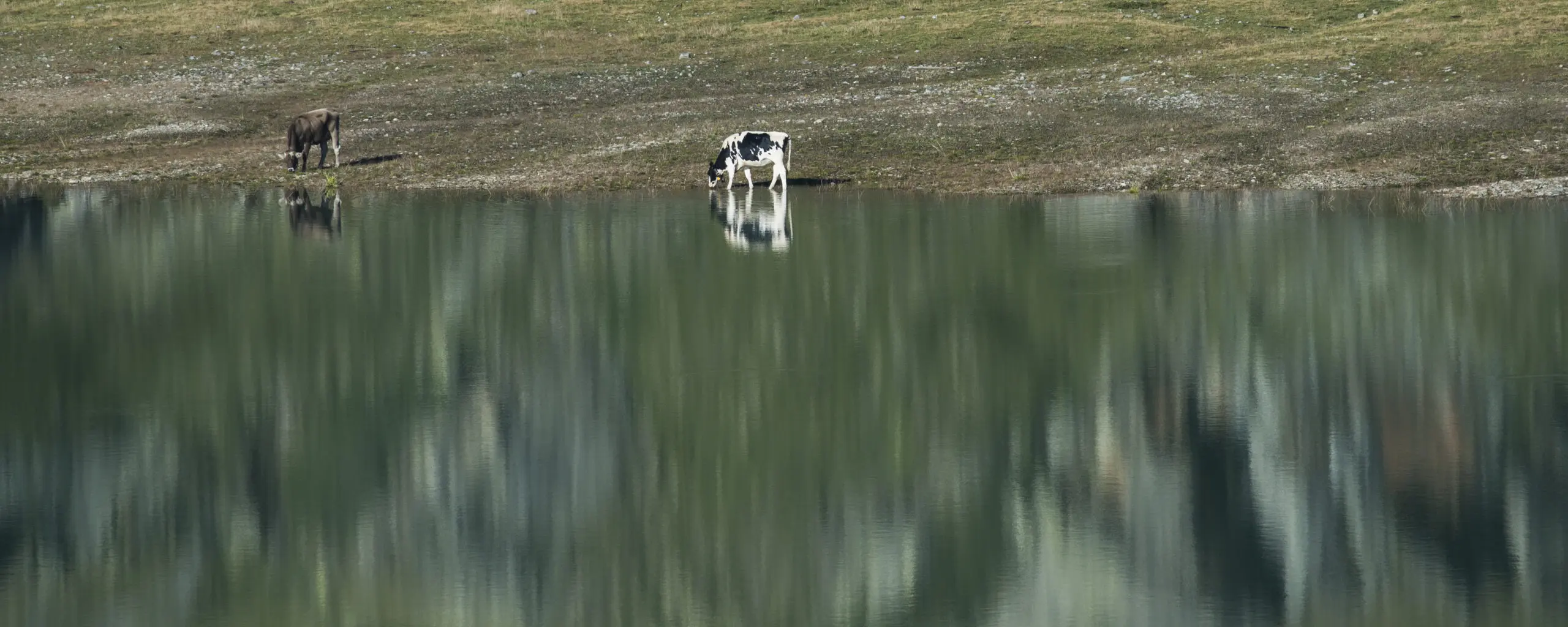 Wandbild (1227) Kuhspiegel präsentiert: Wasser,Tiere,Landschaften,Gewässer,Sonstige Tiere