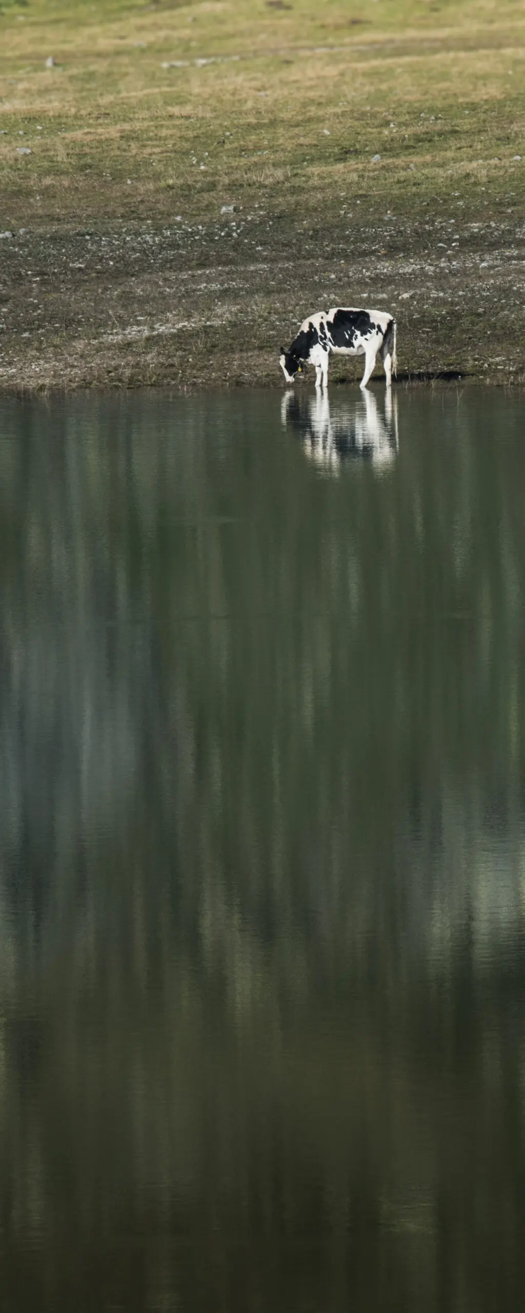 Wandbild (1226) Kuh am See präsentiert: