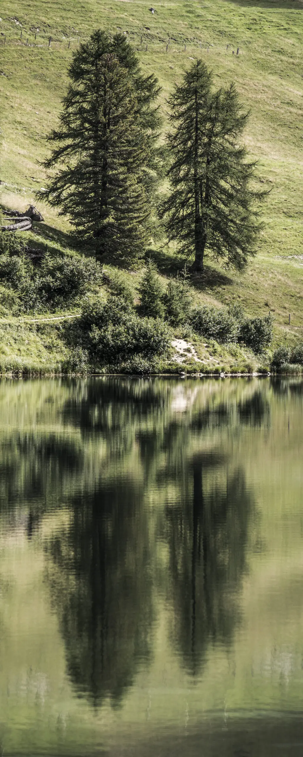 Wandbild (1223) Tree Reflexion präsentiert: Landschaften,Natur,Wasser,Bäume,Wasserspiegelungen