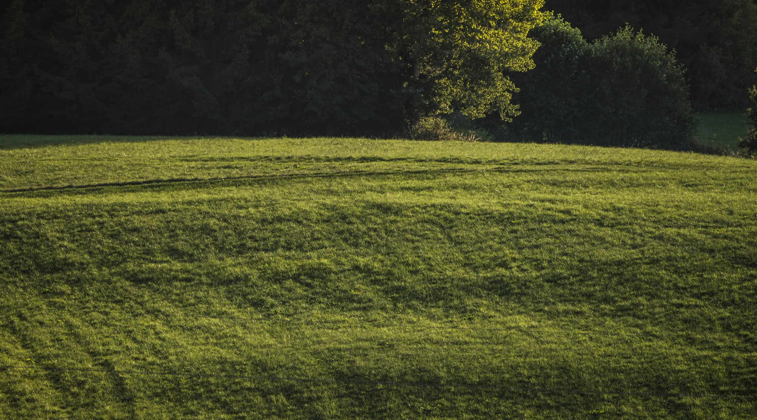 Wandbild (1236) Green Hill präsentiert: Natur,Landschaften,Gräser,Parkanlagen und Gärten,Sonstige