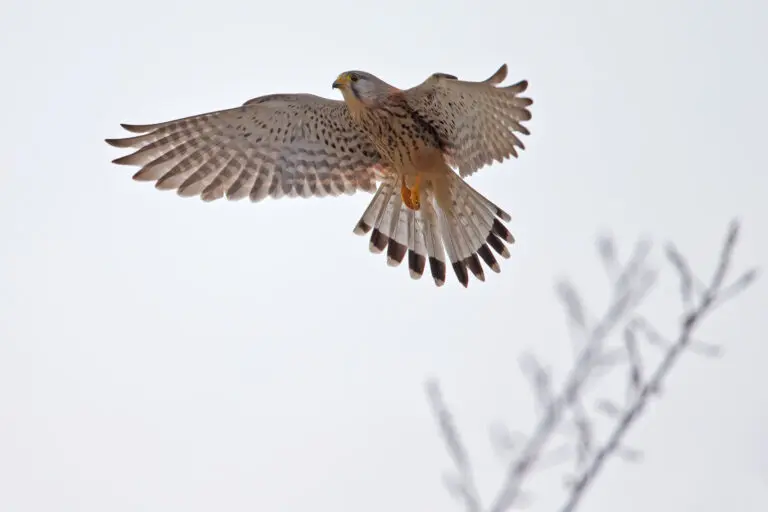 Der Flug des Falken