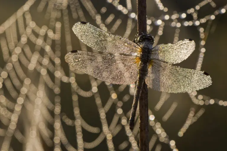 Libelle im Netz