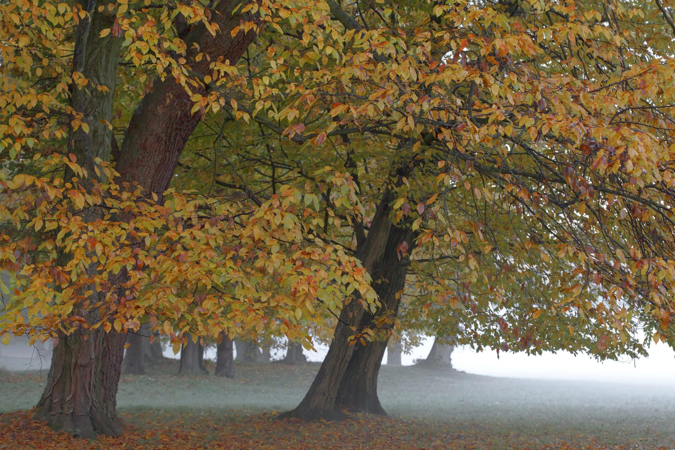 Herbstwald