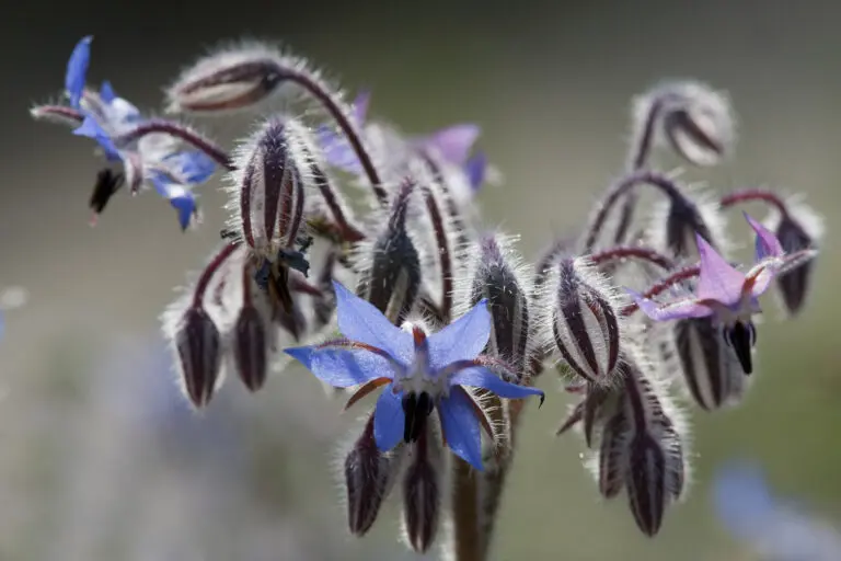 Borretschblüte