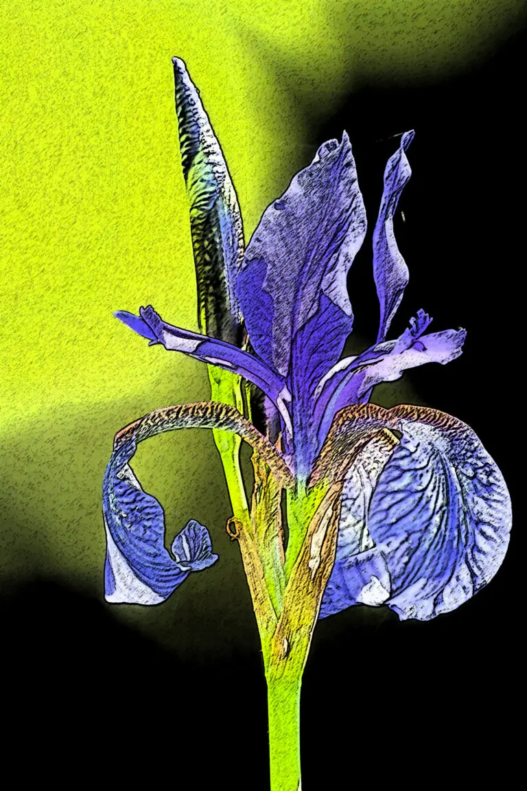 Blaue Iris