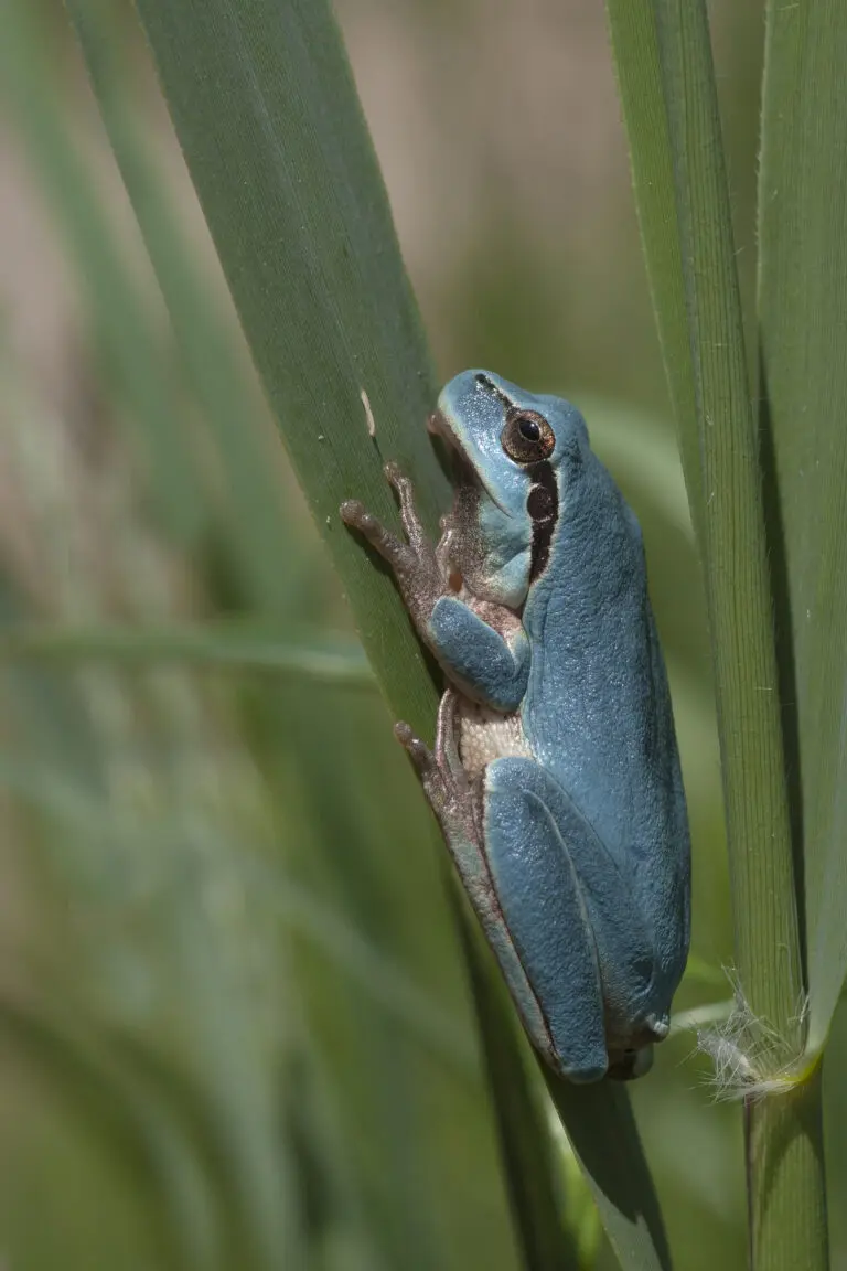 Mittelmeerlaubfrosch in Blau