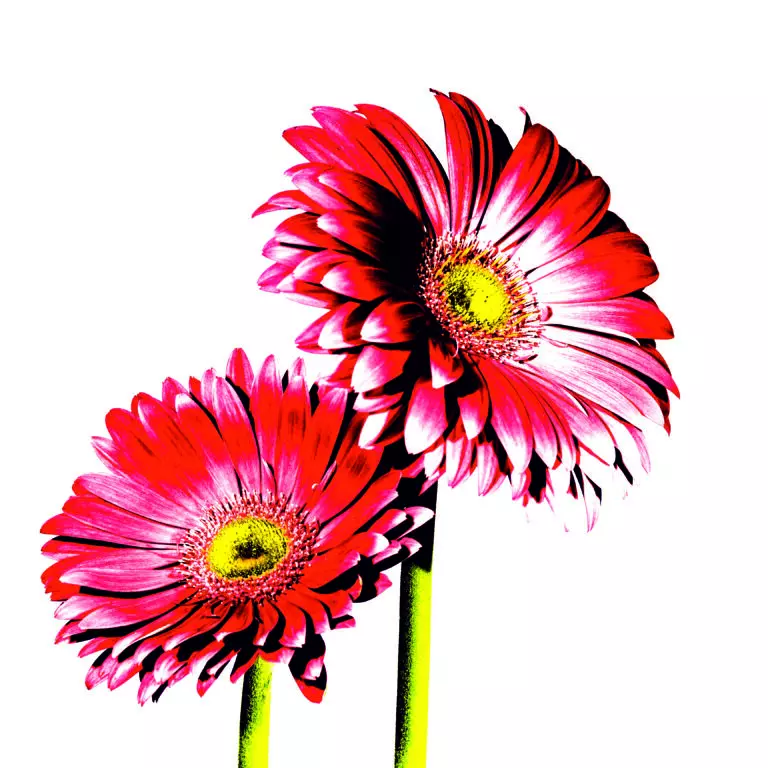 Flowers II