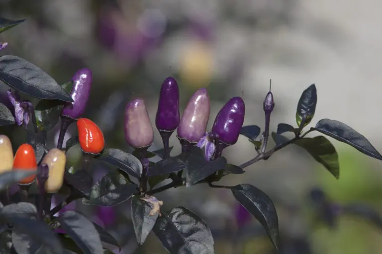  (1455) Paprika 2 präsentiert: Blumen und Blüten, Natur