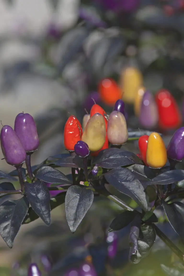 (1454) Paprika präsentiert: Abstrakt, Blumen und Blüten