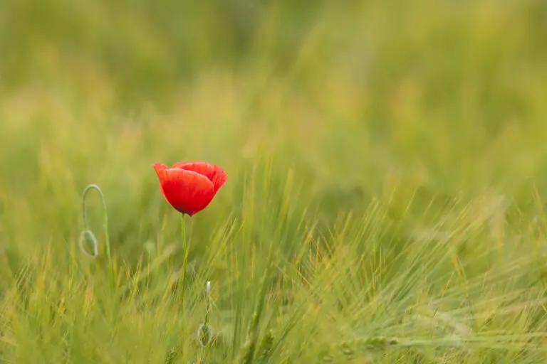 Mohn im Kornfeld 4