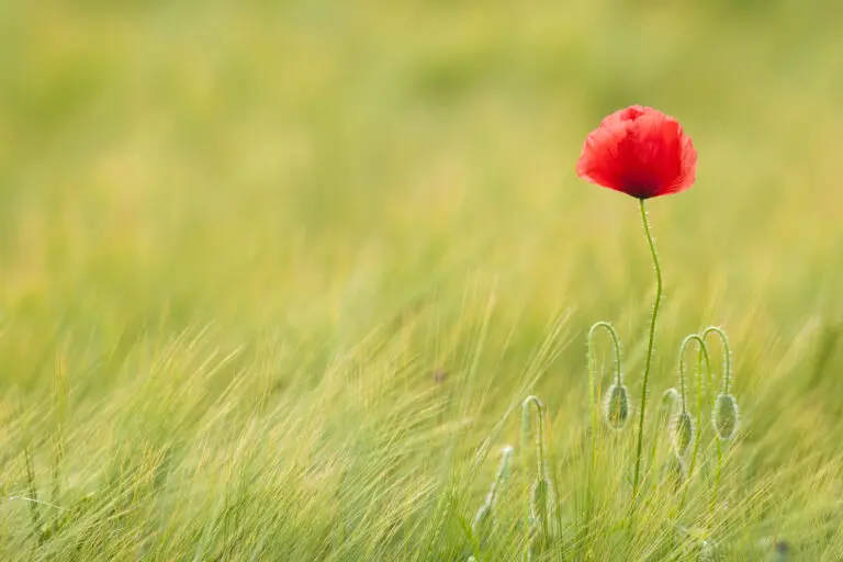 Mohn im Kornfeld 3