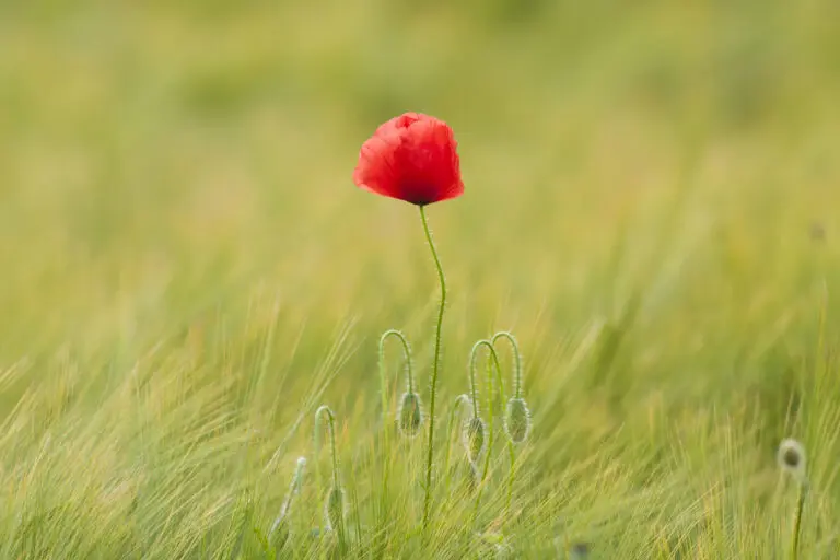 Mohn im Kornfeld 2