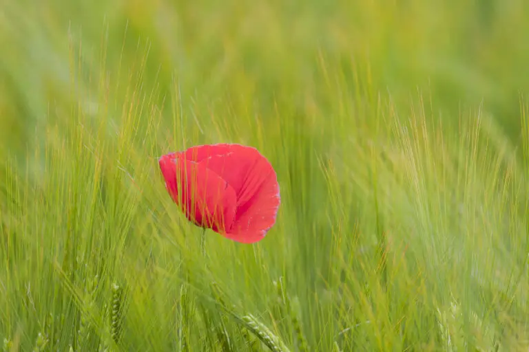 Mohn im Kornfeld