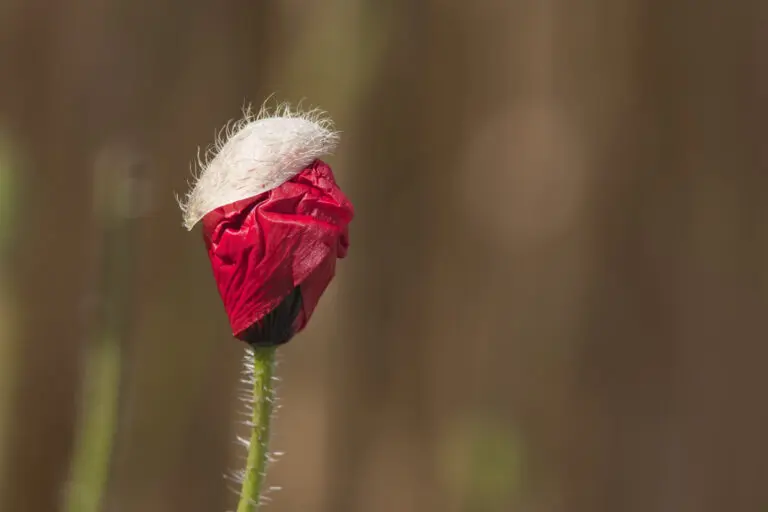 aufgehender Mohn