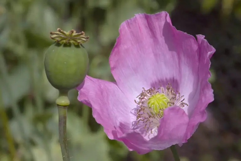 Schlafmohn 2