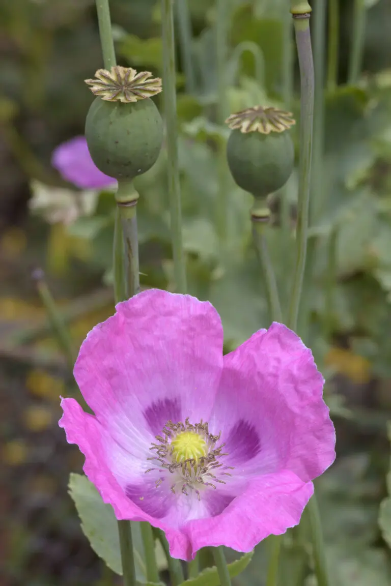 Schlafmohn