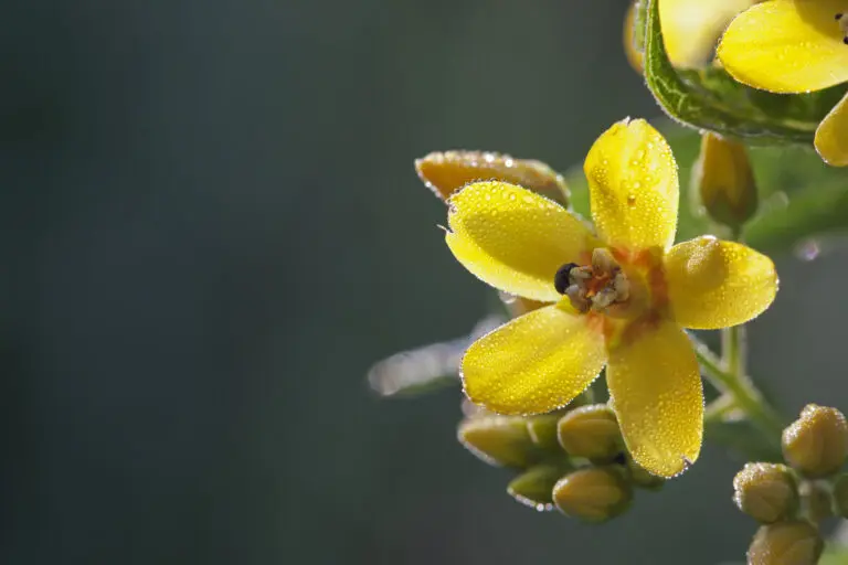  (1519) Gilbweiderich präsentiert: Blumen und Blüten, Natur