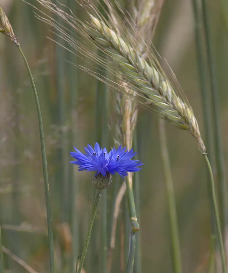  (1517) Kornblume präsentiert: Blumen und Blüten, Natur
