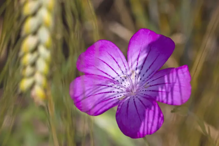  (1516) Kornrade 3 präsentiert: Blumen und Blüten, Natur