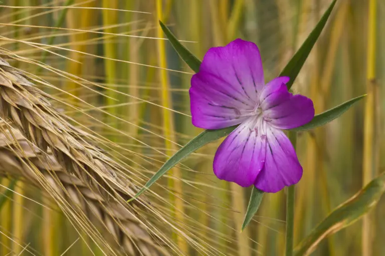  (1515) Kornrade 2 präsentiert: Blumen und Blüten, Natur