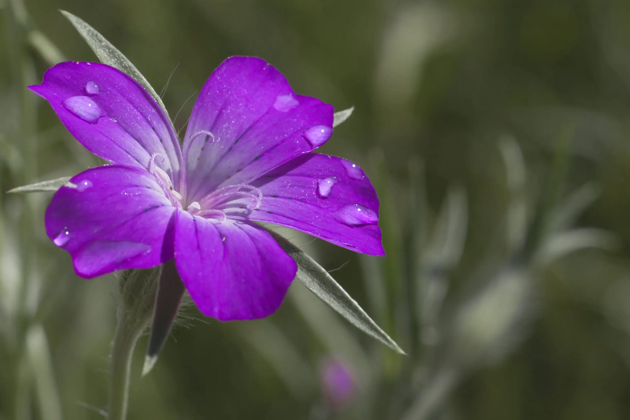 Wandbild (1514) Kornrade präsentiert: Natur,Blumen und Blüten
