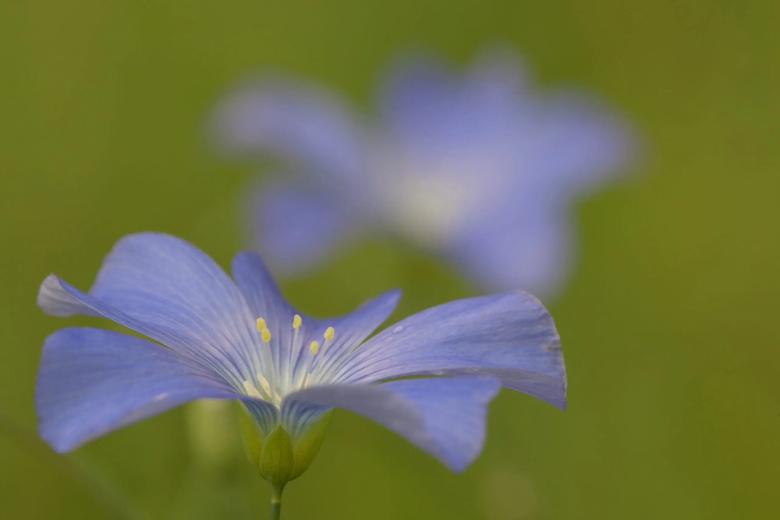 Wandbild (1513) Lein präsentiert: Natur,Blumen und Blüten