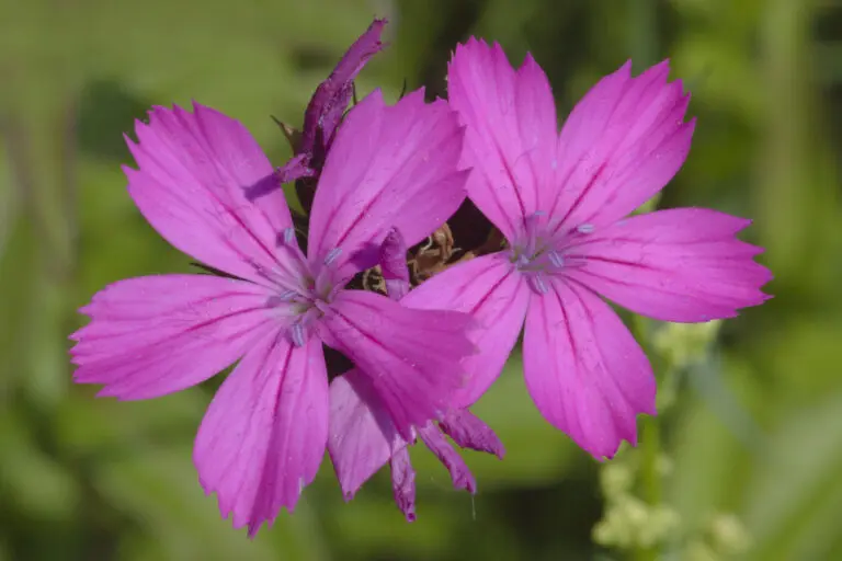  (1512) Karth präsentiert: Blumen und Blüten, Natur