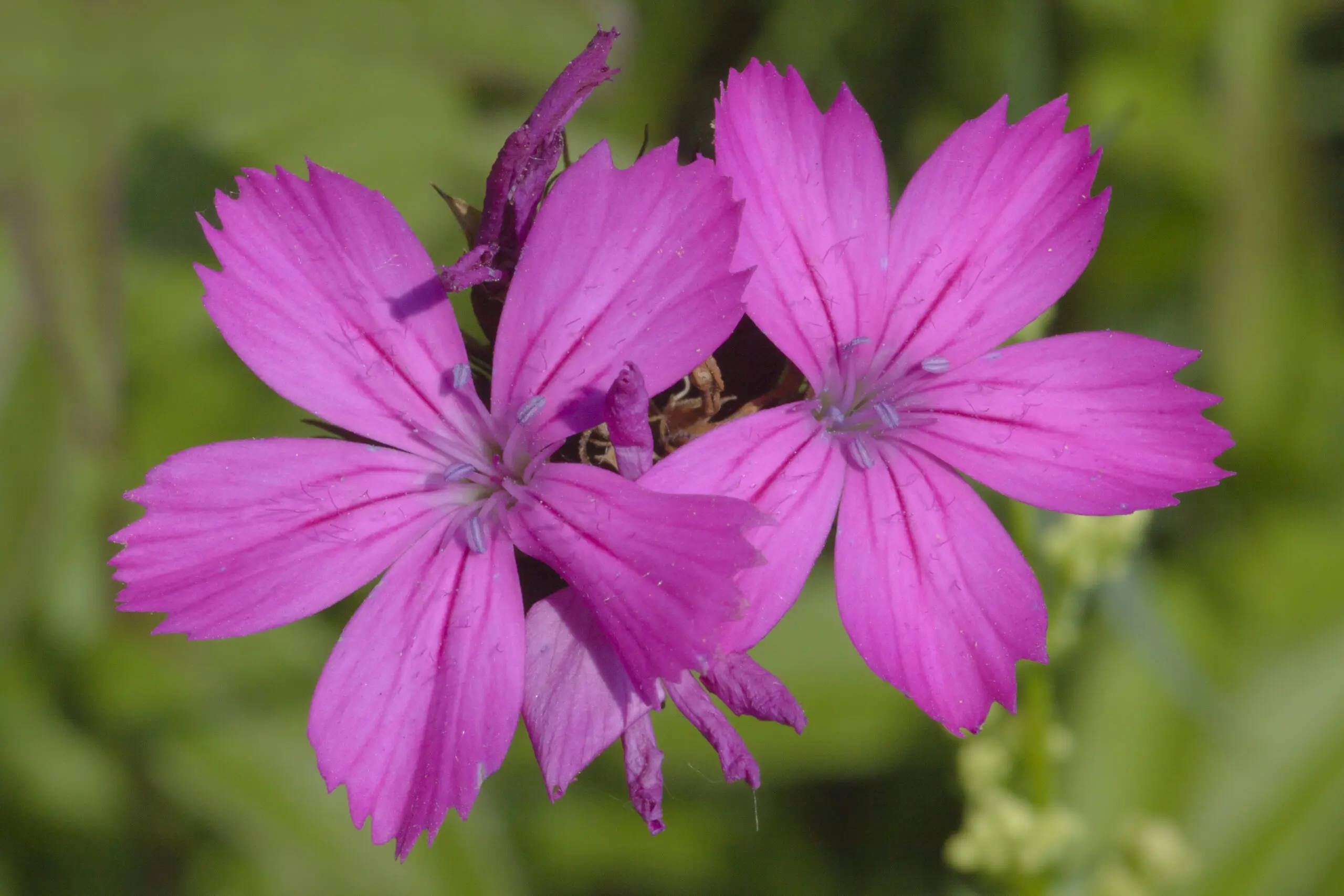 Wandbild (1512) Karth präsentiert: Natur,Blumen und Blüten