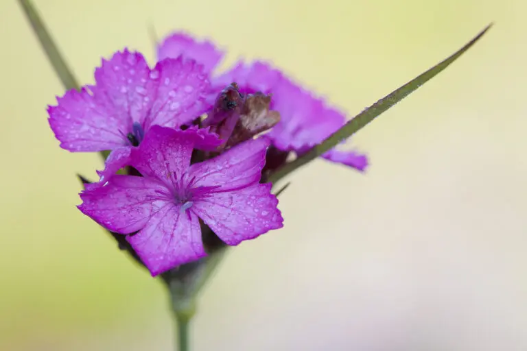  (1511) Karth 1 präsentiert: Blumen und Blüten, Natur