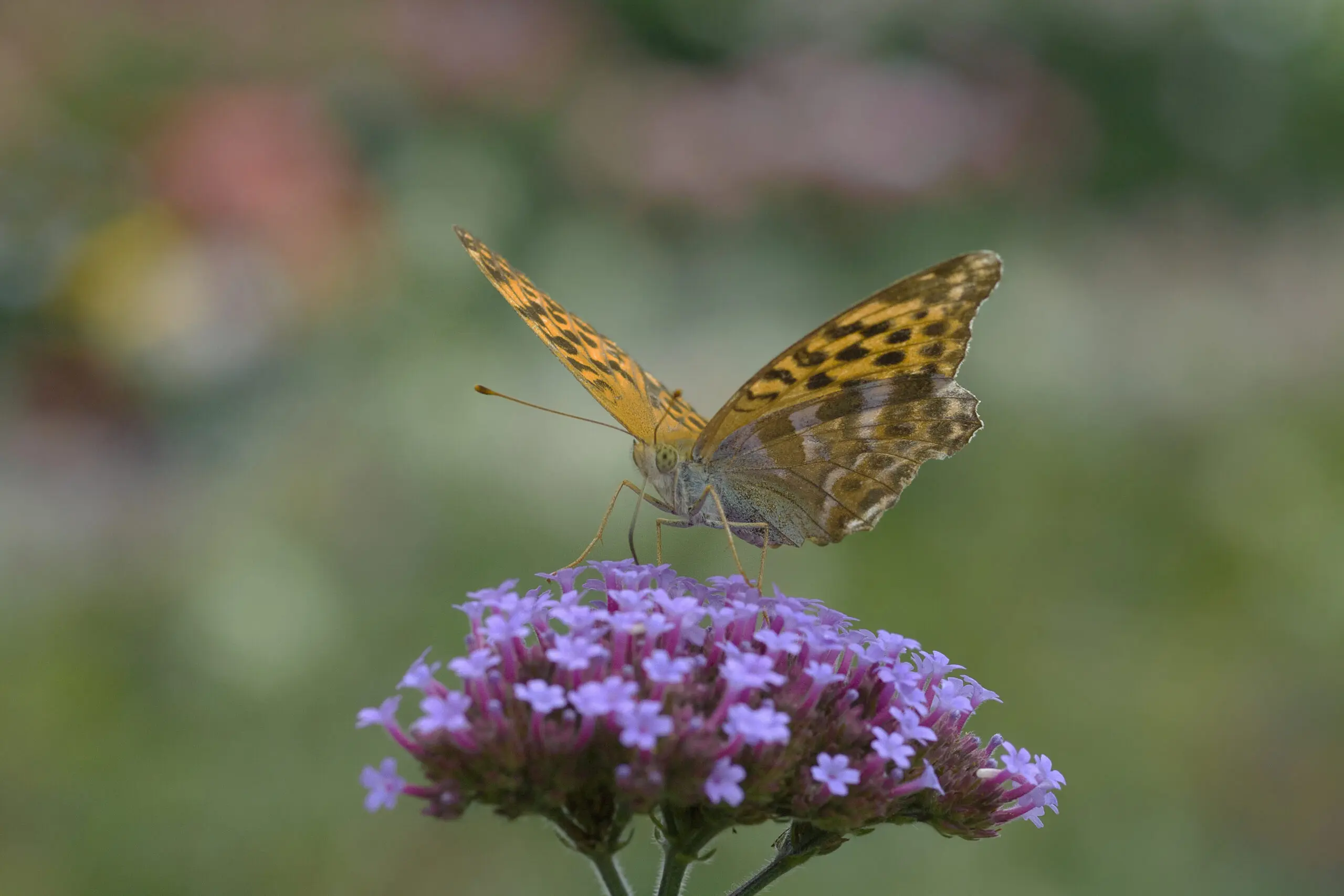 Wandbild (1510) Perlmutterfalter 2 präsentiert: Tiere,Schmetterlinge
