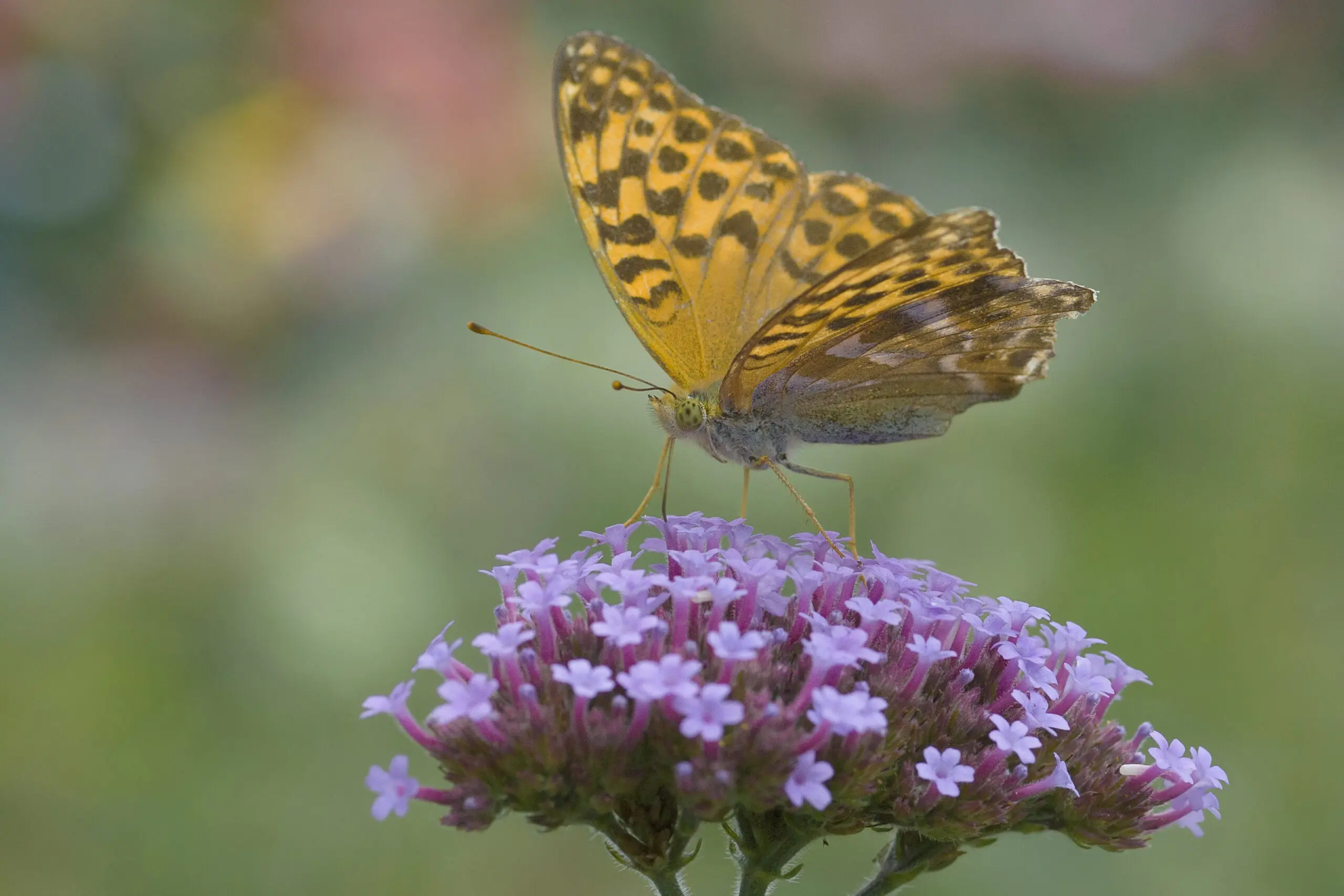 Wandbild (1509) Perlmutterfalter präsentiert: Tiere,Schmetterlinge