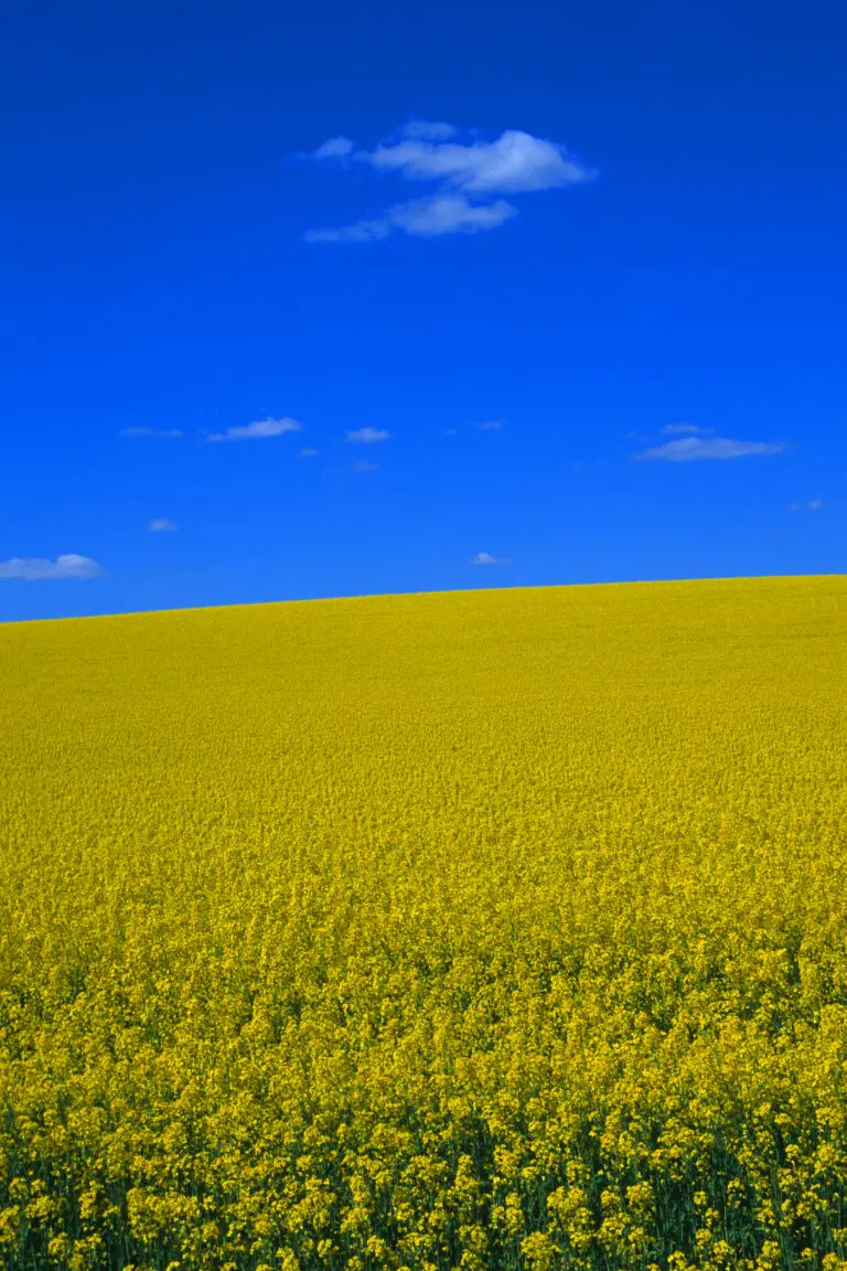  (1508) Rapsfeld präsentiert: Blumen und Blüten, Natur