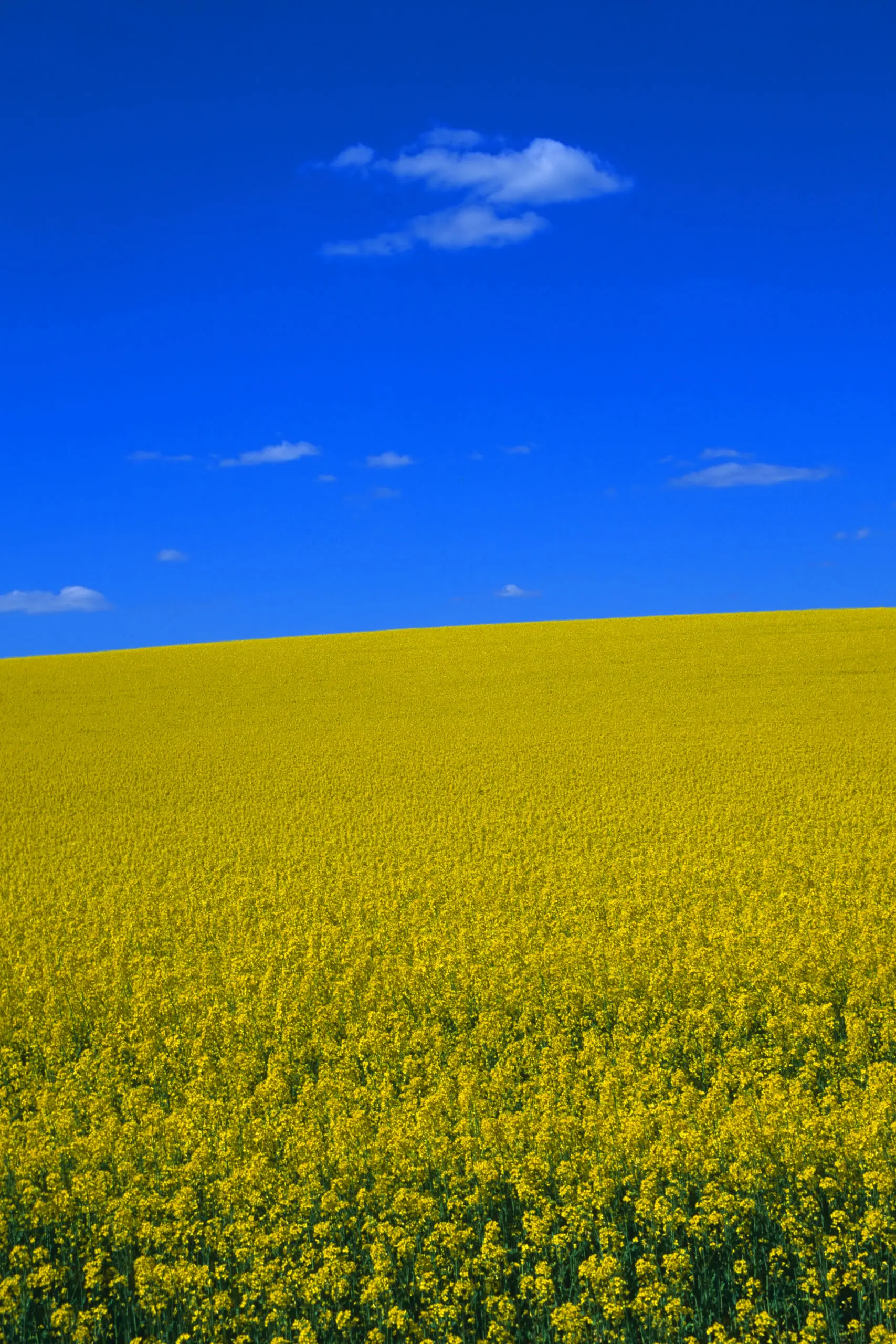 Wandbild (1508) Rapsfeld präsentiert: Natur,Blumen und Blüten