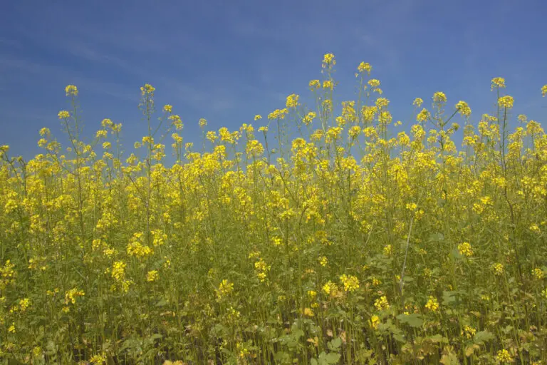  (1464) Rapsblüten präsentiert: Blumen und Blüten, Natur