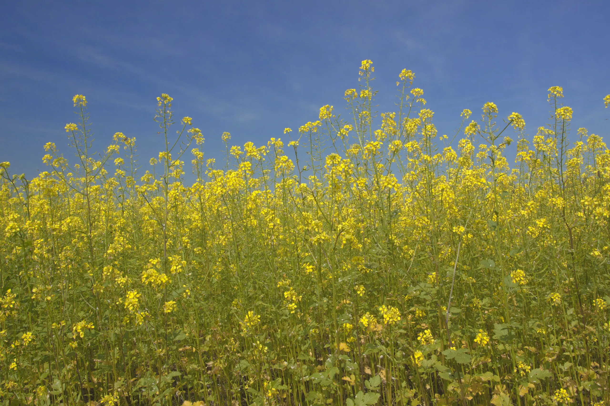 Wandbild (1464) Rapsblüten präsentiert: Natur,Blumen und Blüten