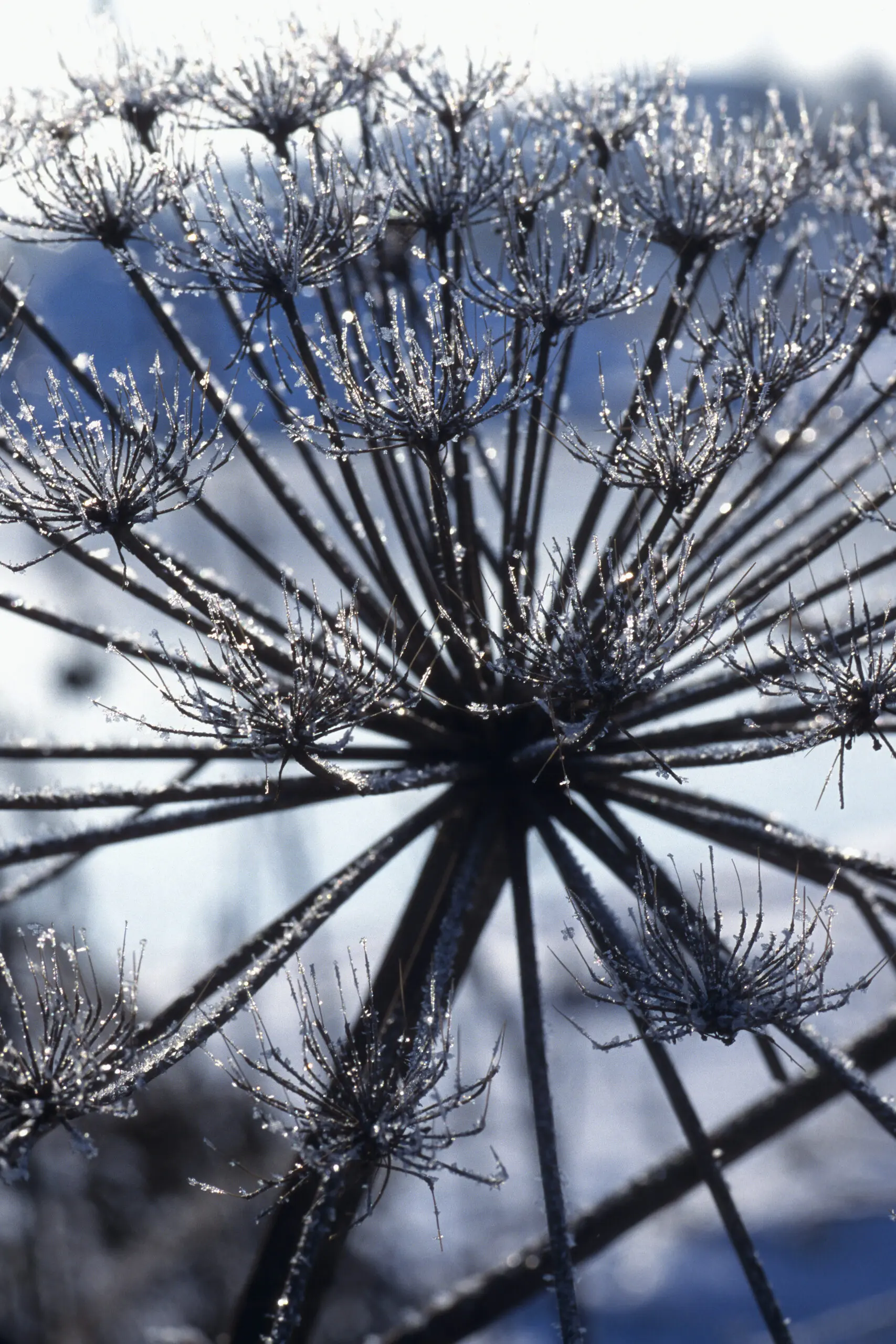 Wandbild (1461) Rauhreif präsentiert: Natur,Blumen und Blüten,Sonstige Pflanzen