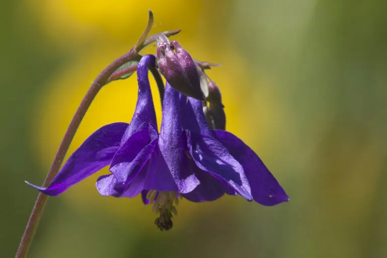  (1662) Akelei präsentiert: Blumen und Blüten, Natur