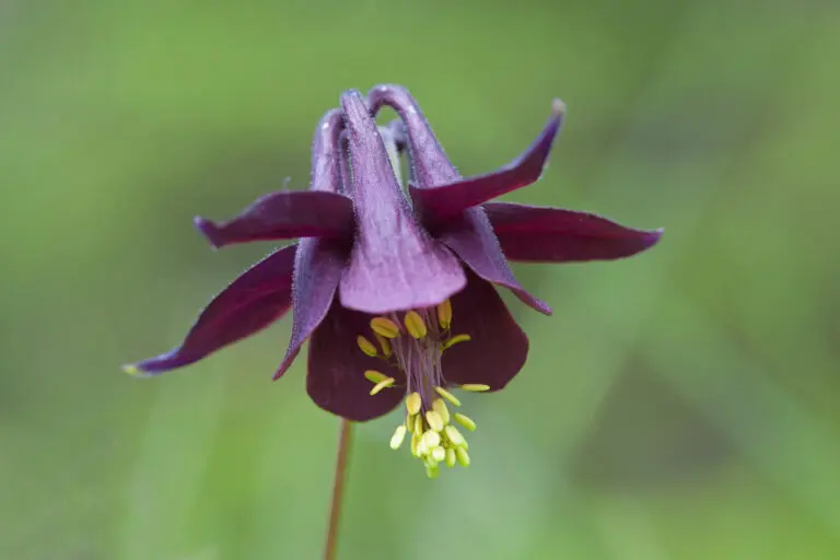  (1663) Akelei 2 präsentiert: Blumen und Blüten, Natur