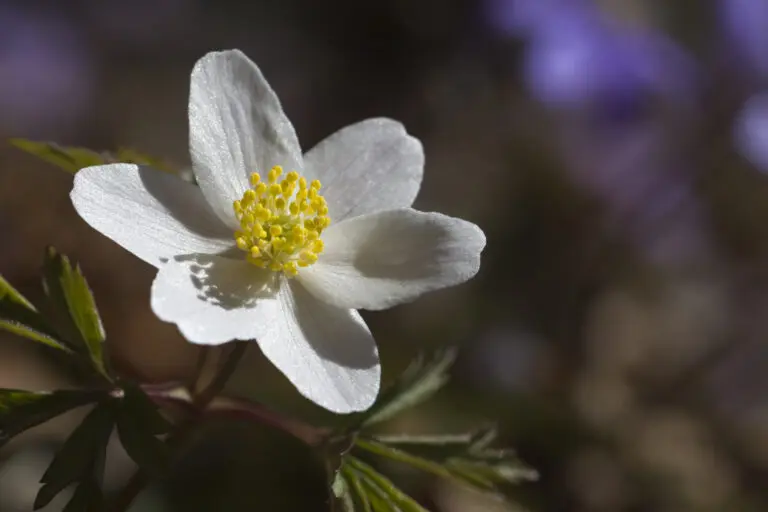  (1667) Windröschen präsentiert: Blumen und Blüten, Natur