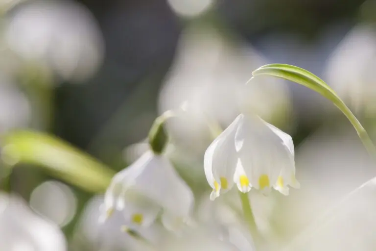 (1665) Maiglöckchen 2 präsentiert: Blumen und Blüten, Natur