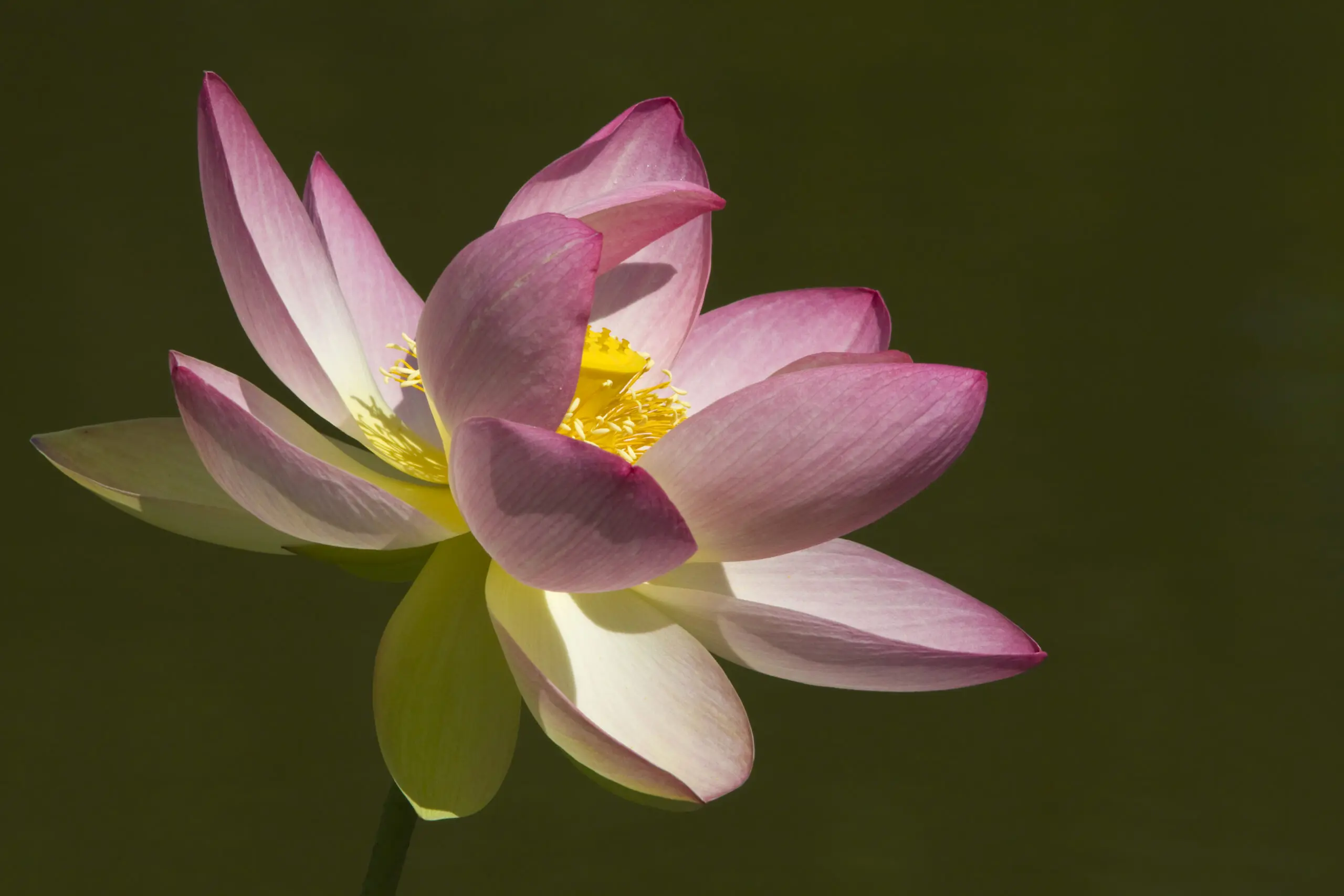 Wandbild (1661) Lotus präsentiert: Natur,Blumen und Blüten