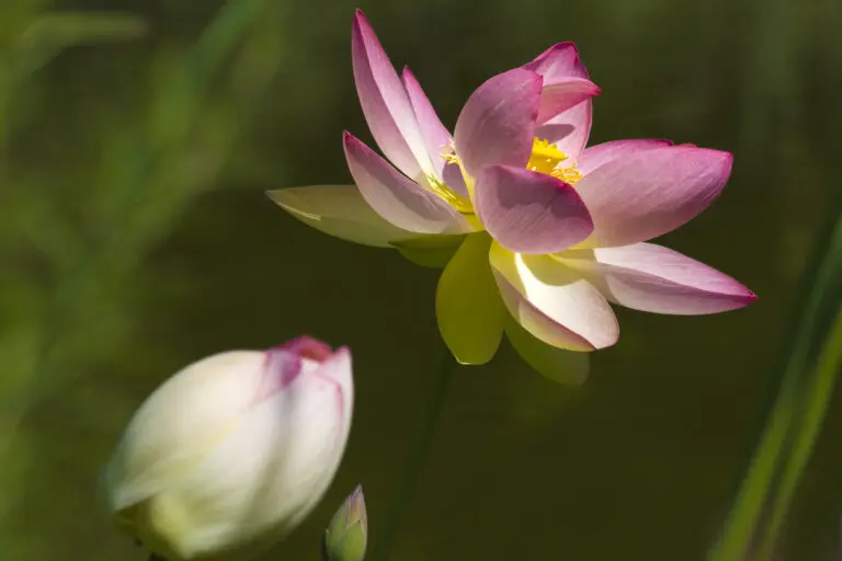  (1660) Lotusblüte präsentiert: Blumen und Blüten, Natur