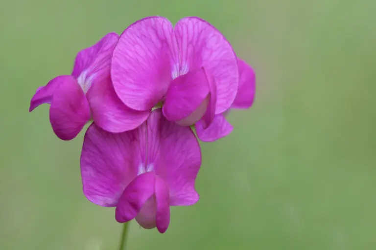  (1658) Platterbse präsentiert: Blumen und Blüten, Natur