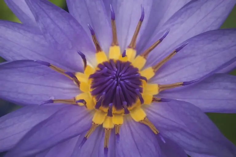 Lady in Purple