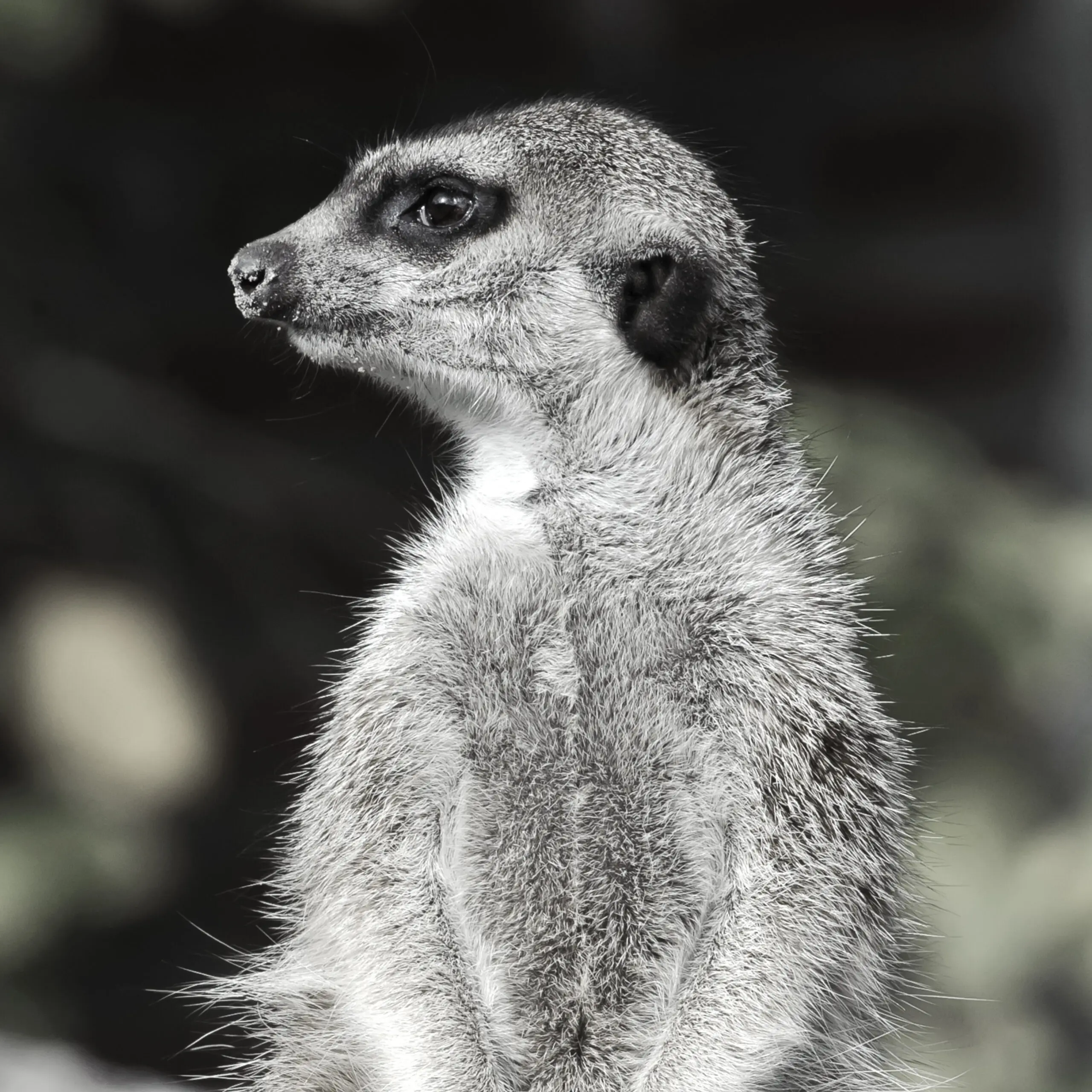 Wandbild (1617) Mercat präsentiert: Tiere,Aus Afrika